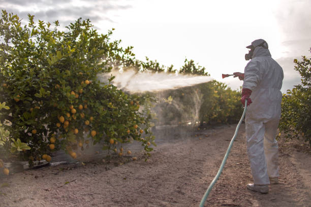 Best Local Pest Control Services  in Maili, HI